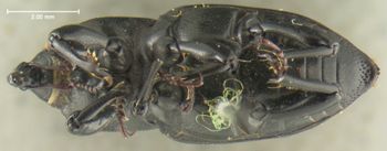 Media type: image;   Entomology 5205 Aspect: habitus ventral view